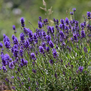 English Lavender 