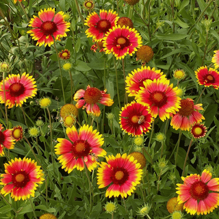 Blanket Flower