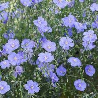 Blue Flax 