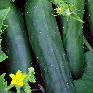 Marketmore Cucumber