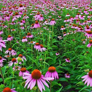 Echinacea (Purple Coneflower)