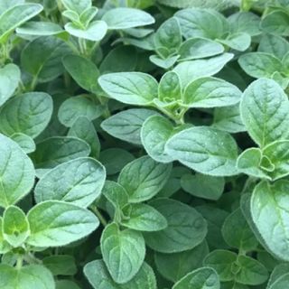 Oregano