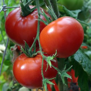 Crimson Sprinter Tomato