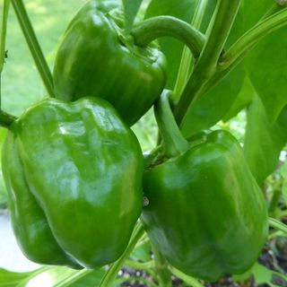 Cali Wonder Bell Pepper