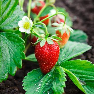 Strawberry Starts from Elevation Mountain Grown Herbal Tea Farm in Hotchkiss, CO!