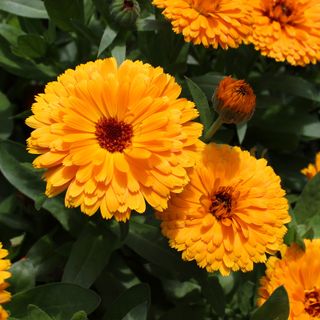 Calendula