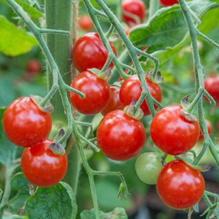 Sweet Apertif Cherry Tomato