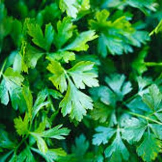 Parsley 