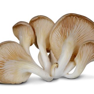 秀珍菇 Oyster Mushroom $38/磅