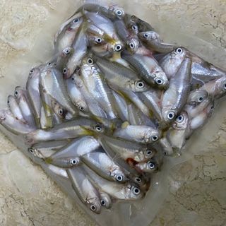 梭羅魚 1斤 $48