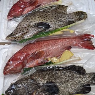 🐟 老虎斑* 需提早預訂