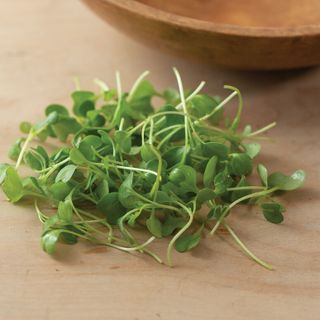 Small Box Curly Green Kale