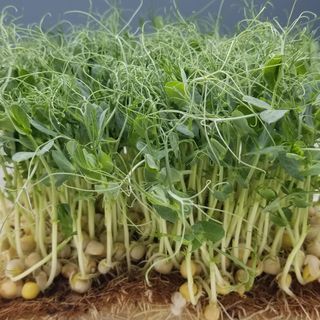 Small Box Green Pea Tendrils