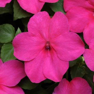 Super Elfin Xp Impatiens Rose