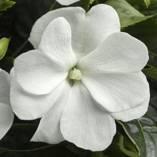 New Guinea Impatiens Sonic White