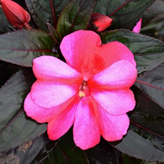 New Guinea Impatiens Super Sonic Sweet Cherry