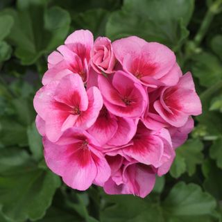 Zonal Geranium- Rose Mega Splash