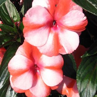 New Guinea Impatiens Sonic Sweet Orange 