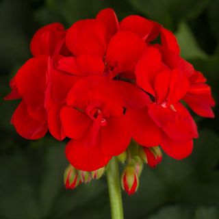 Zonal Geranium- Bright Red