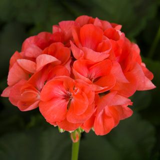 Zonal Geranium- Dark Salmon