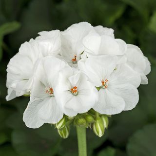 Zonal Geranium- White