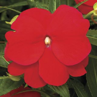 New Guinea Impatiens Sonic Red