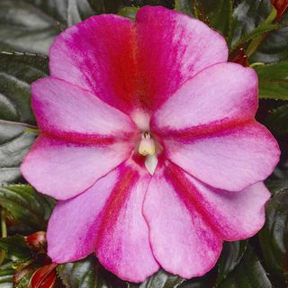 New Guinea Impatiens Sonic Sweet Purple