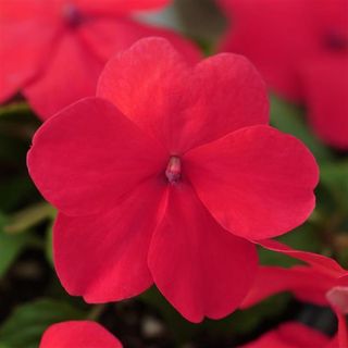 Super Elfin Xp Impatiens Punch