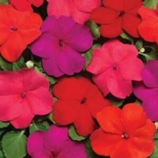 Super Elfin Xp Impatiens Hot Mix