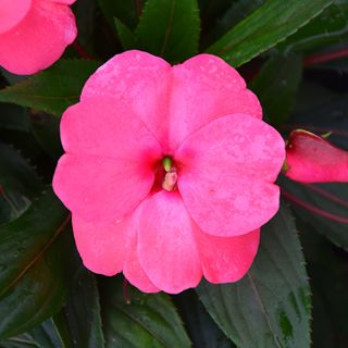 New Guinea Impatiens Sonic Pink