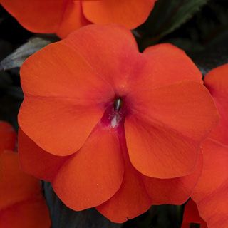 New Guinea Impatiens Super Sonic Flame