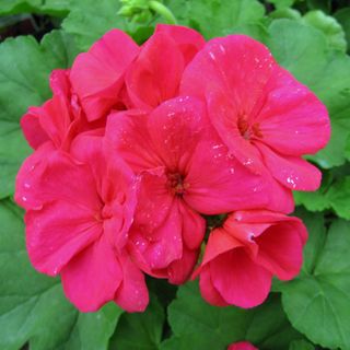 Order Form: Annuals (Containers)