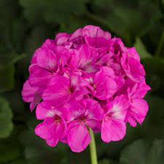 Zonal Geranium- Orchid