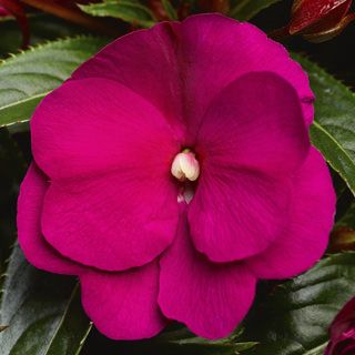 New Guinea Impatiens Sonic Deep Purple