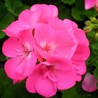 Zonal Geranium- Pink