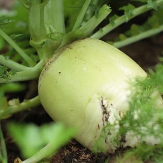 Daikon