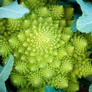 Romanesco