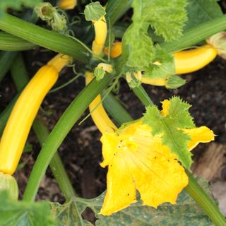 Zucchini Verde & Amarillo