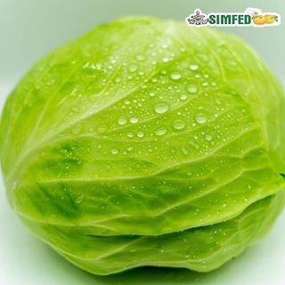 Cabbage