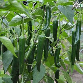 Green Chilli