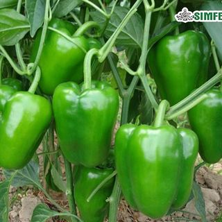 Capsicum Green