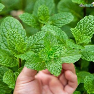 Mint (Pudina)