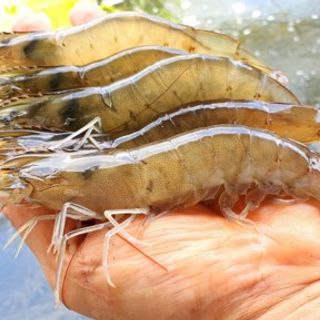 SG Live Prawns (500g) - Vannamei