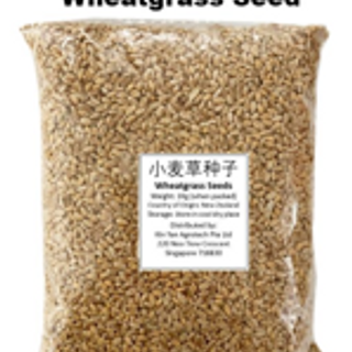 Wheatgrass Seeds (1kg)