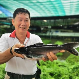 Aquaponic SG Dory Patin Fish 500g-600g