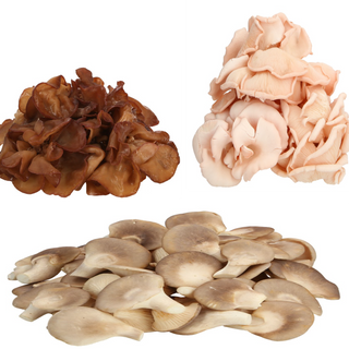 Bundle of 3 (Black Fungus x1, Pink Oyster Mushroom x1, Abalone Mushroom x1)