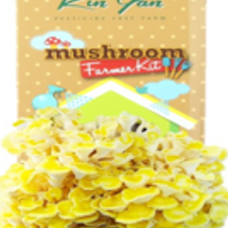 Golden Oyster Mushroom Kit