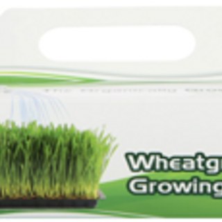 Wheatgrass Growing Kit