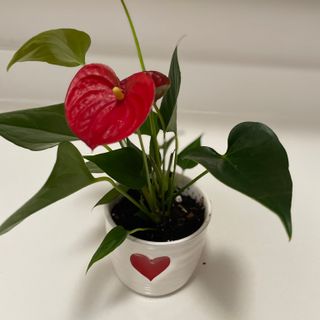 Anthurium Hearts  Image