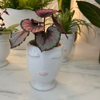 Face Vase Rex Begonia Image